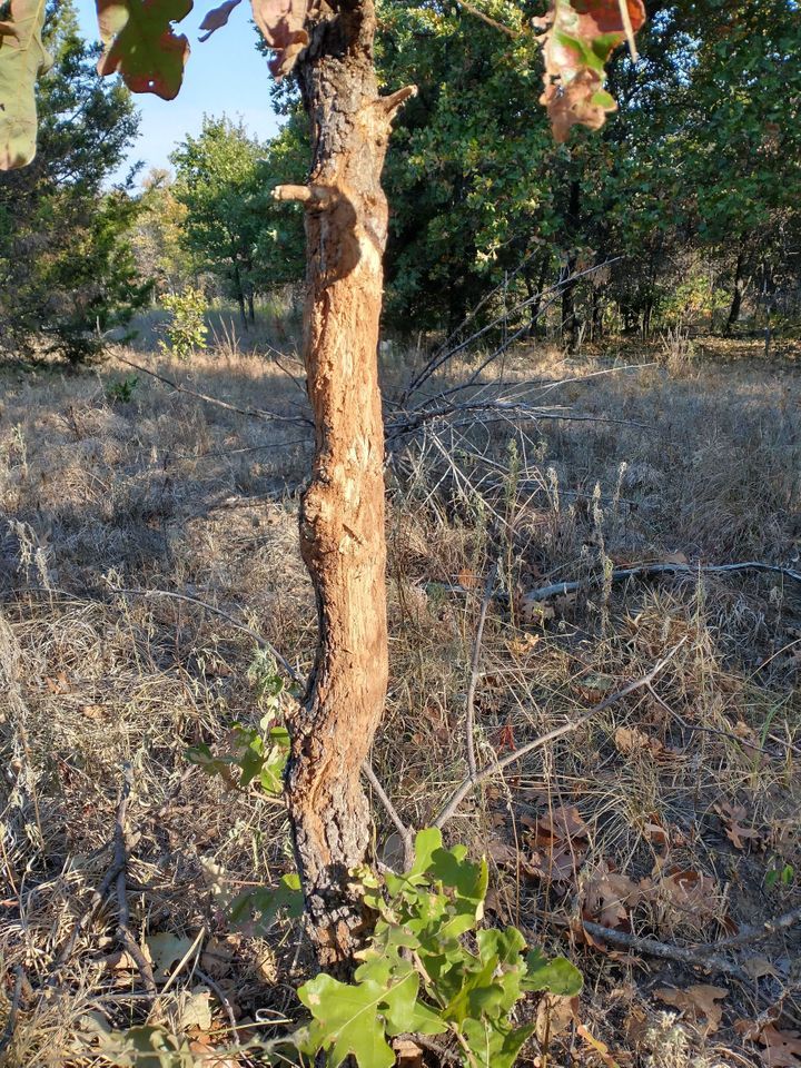 Enlarged photo by BR Outfitters