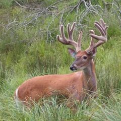 Photo by Dream Mountain Hunting