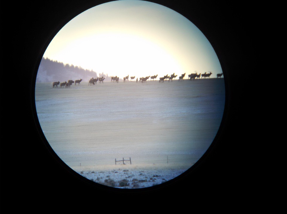 Minus 20 degrees brings the herds into Rawhide!