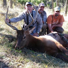 Mike santinos bull. Third week September 2014.