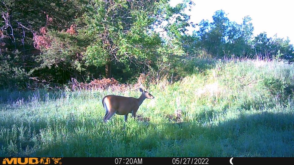 Enlarged photo by BR Outfitters