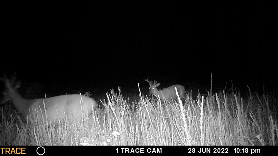 Enlarged photo by BR Outfitters