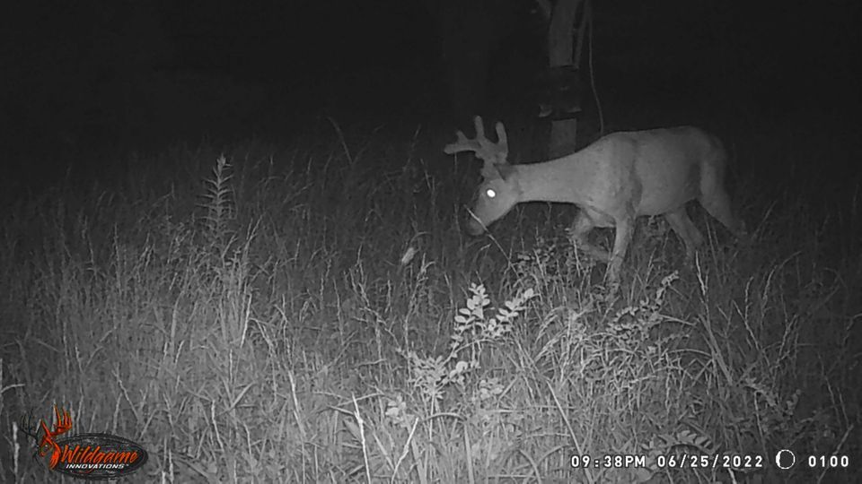 Enlarged photo by BR Outfitters