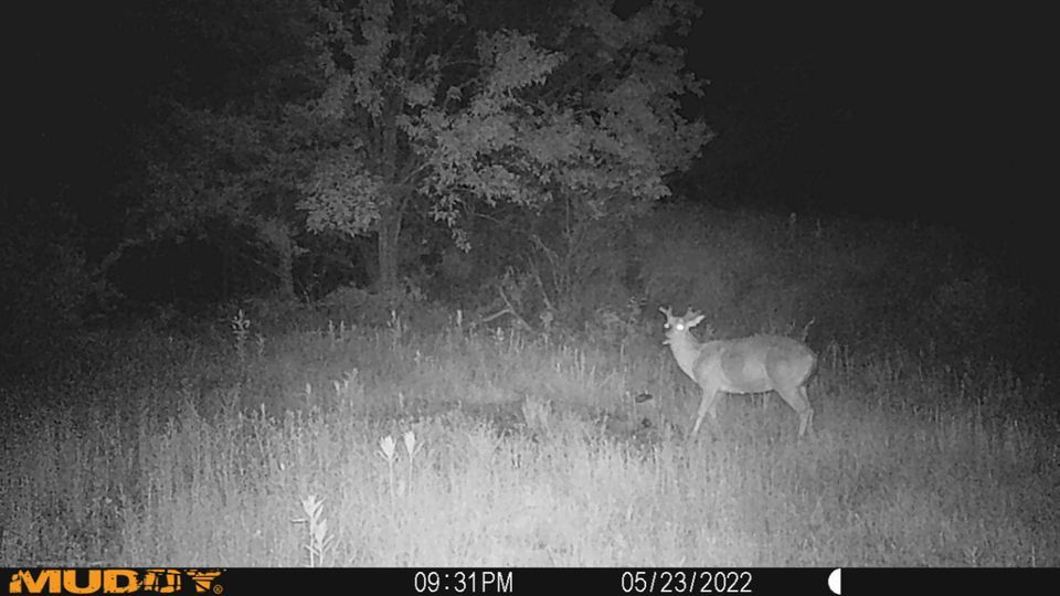 Enlarged photo by BR Outfitters