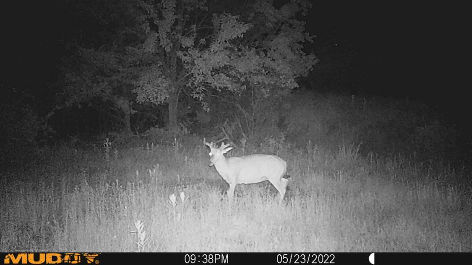 Enlarged photo by BR Outfitters