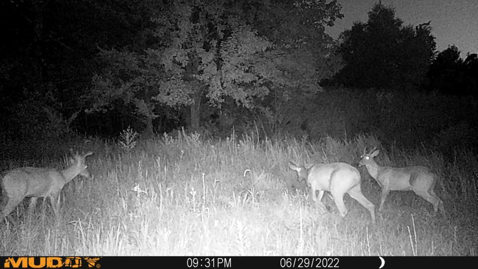 Enlarged photo by BR Outfitters