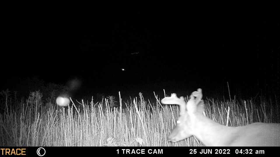 Enlarged photo by BR Outfitters