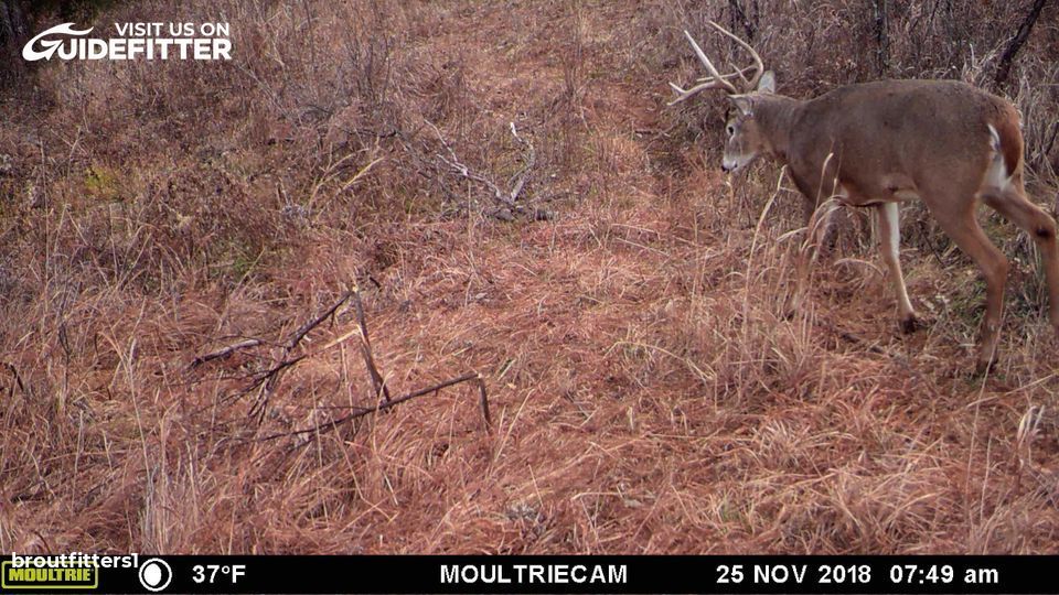 Enlarged photo by BR Outfitters