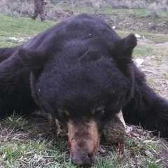 Spring black bear taken by Nick Dilegge