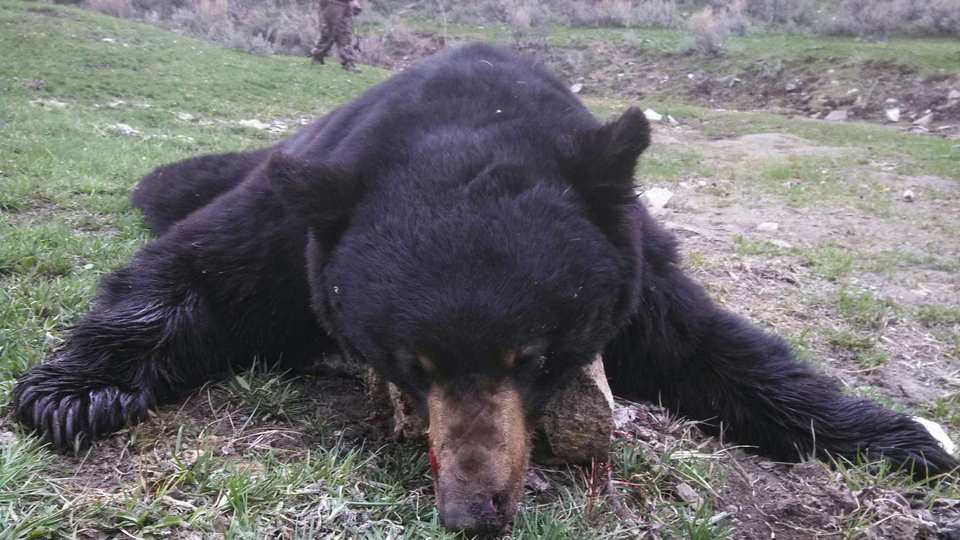 Spring black bear taken by Nick Dilegge