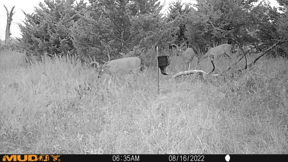 Enlarged photo by BR Outfitters