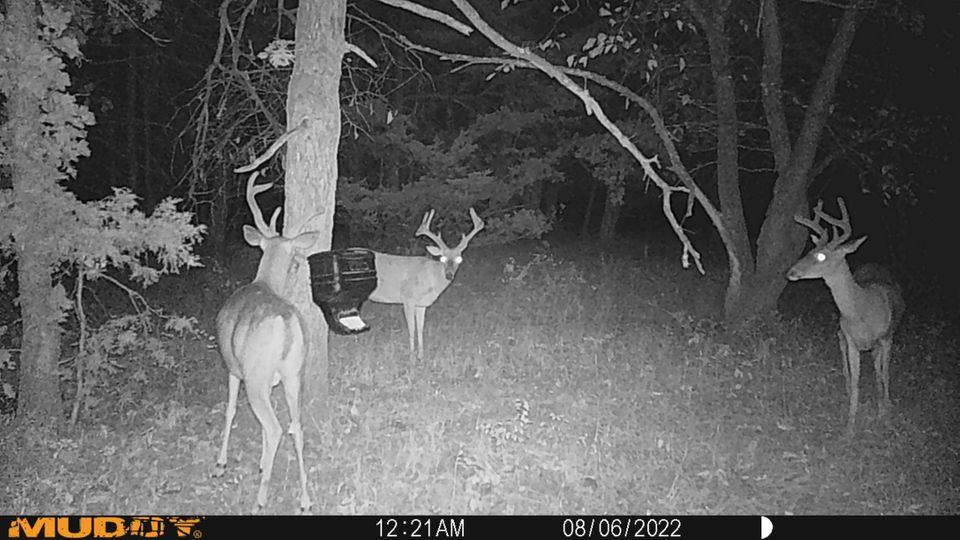 Enlarged photo by BR Outfitters