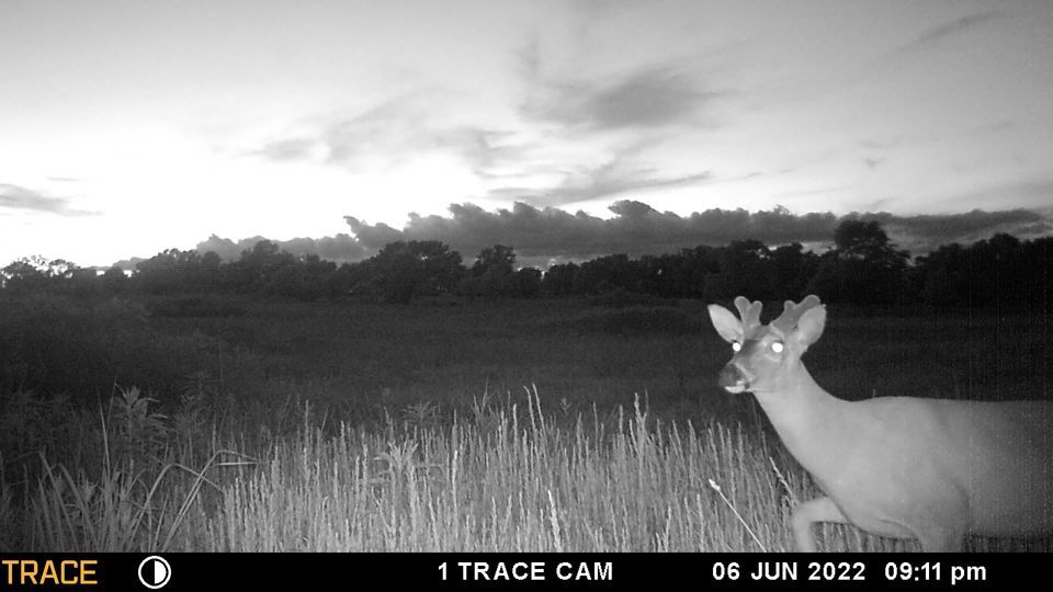 Enlarged photo by BR Outfitters