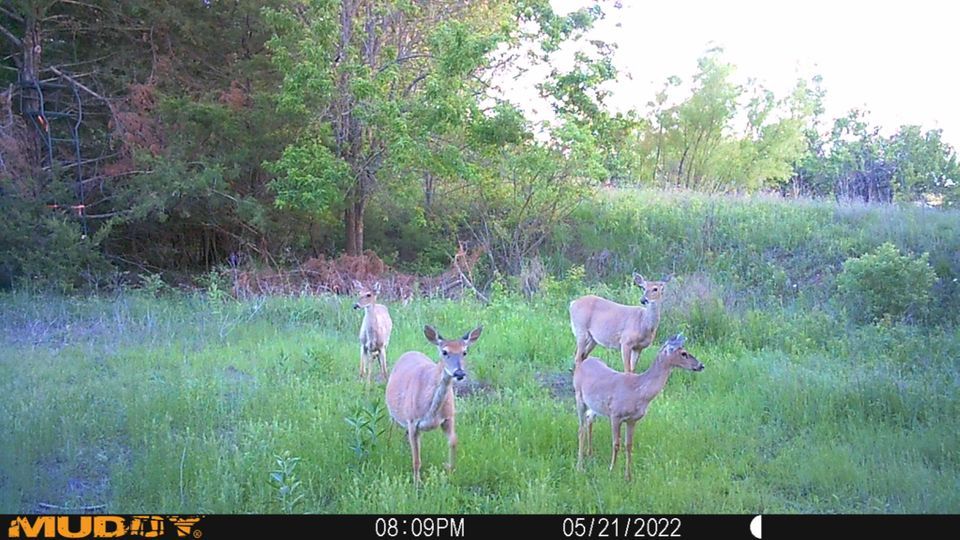 Enlarged photo by BR Outfitters