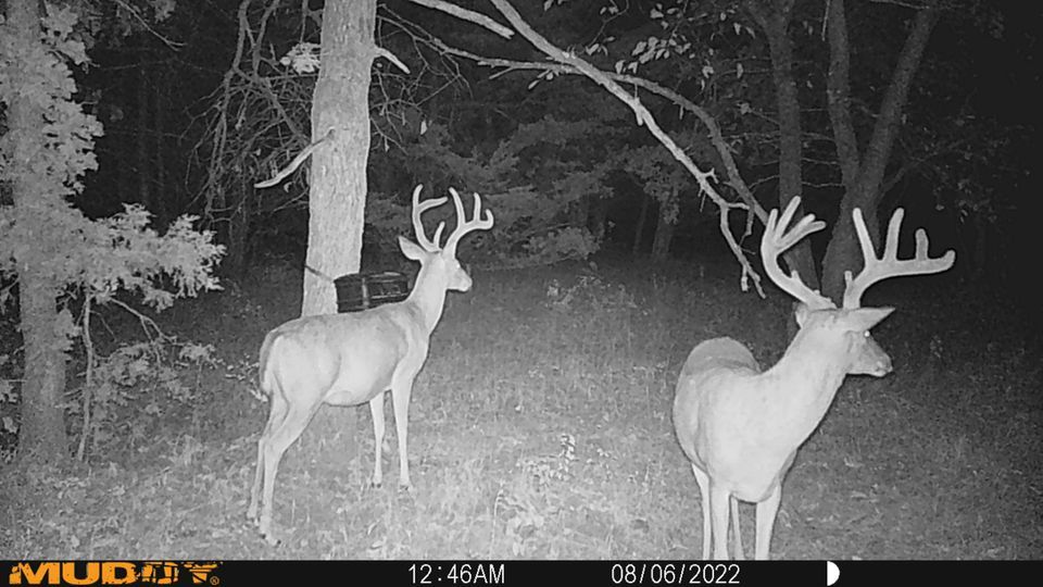 Enlarged photo by BR Outfitters