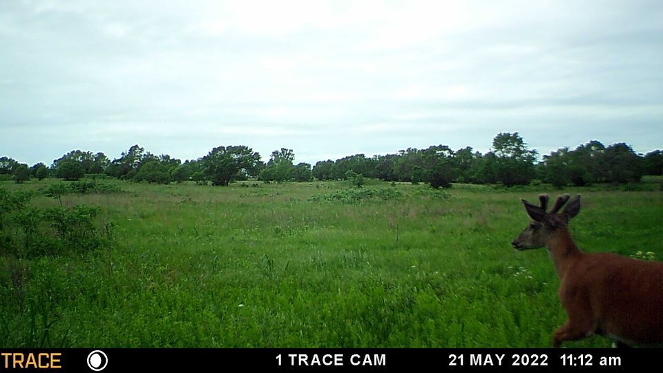 Enlarged photo by BR Outfitters